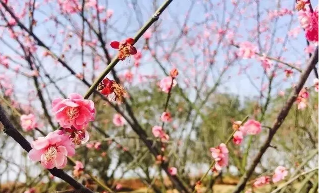 南巖村排水排口治理項(xiàng)目運(yùn)維服務(wù)詢價(jià)公告